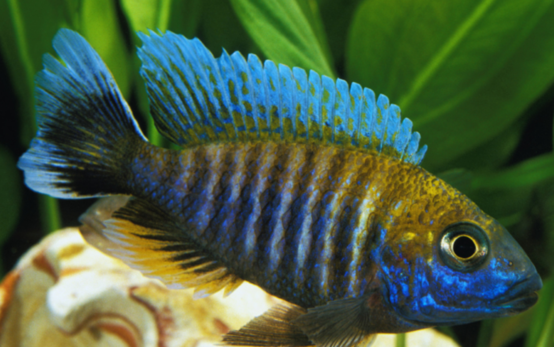 Daftar Ikan Galak Air Tawar yang Harus Dihindari untuk Tank Campuran