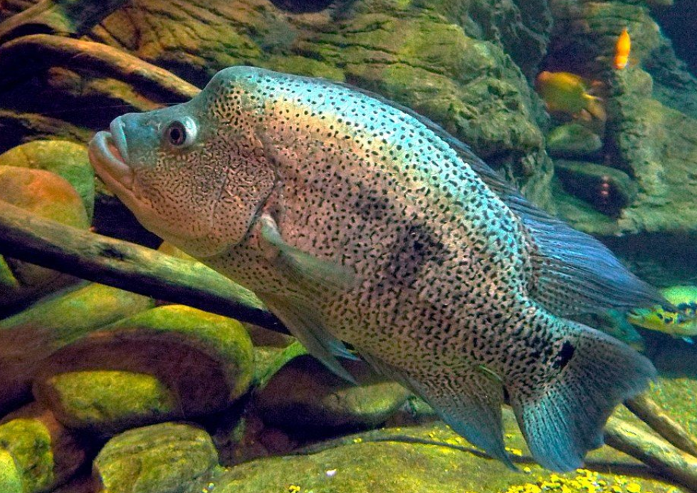 5 Fakta Menarik Tentang Ikan Galak yang Jarang Diketahui Orang