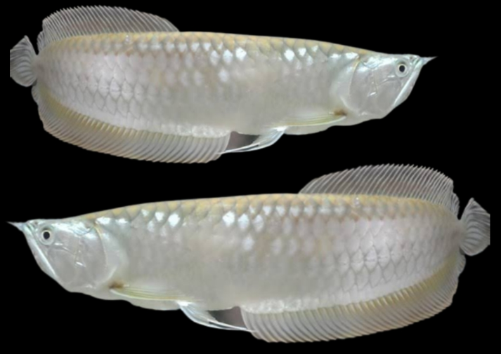 Ikan Arwana Termasuk Ikan Galak? Fakta dan Penjelasannya