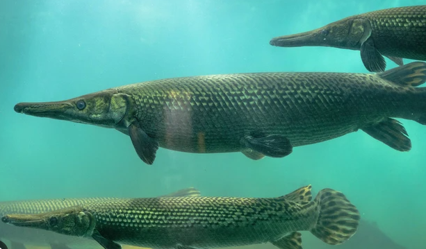 Cara Memelihara Ikan Galak agar Tidak Cepat Stres dan Agresif Berlebihan