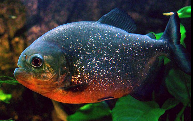 Ikan Piranha: Simbol Ikan Galak yang Melegenda di Dunia