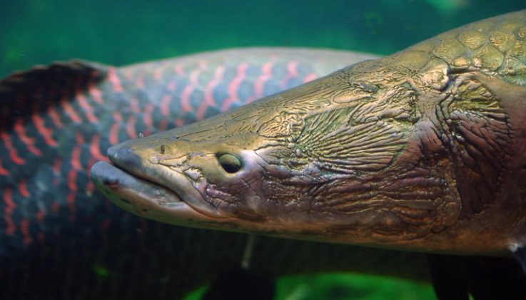 Jenis-Jenis Ikan Predator Air Tawar Paling Galak di Dunia