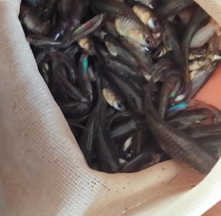 Makanan Terbaik untuk Ikan Galak agar Tetap Sehat dan Agresif Terkontrol