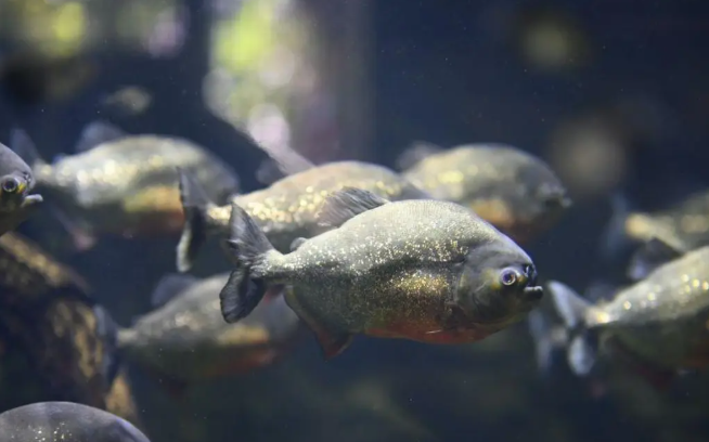 Ikan Galak di Alam Liar vs Ikan Galak di Aquarium: Apa Bedanya?