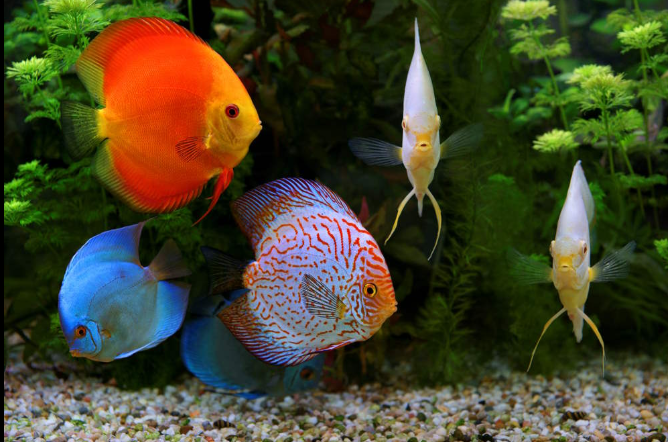 Daftar Ikan Hias Air Tawar Terpopuler dan Mudah Dirawat