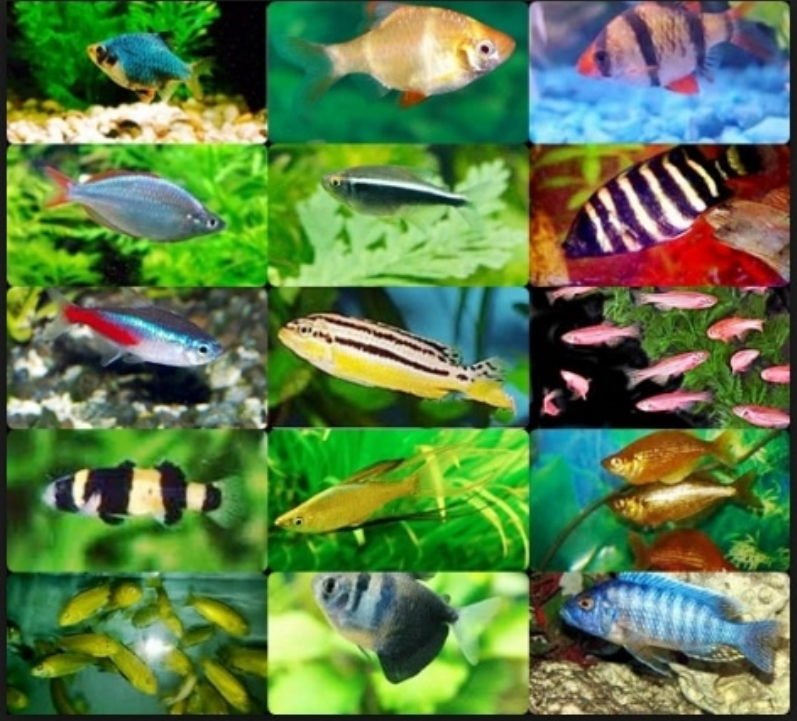 Ikan Hias Air Tawar: Jenis Paling Populer, Warna Memukau & Cara Perawatan Tepat