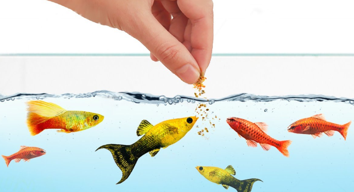 Makanan Ikan Hias Terbaik Agar Cepat Besar dan Sehat – Panduan Lengkap