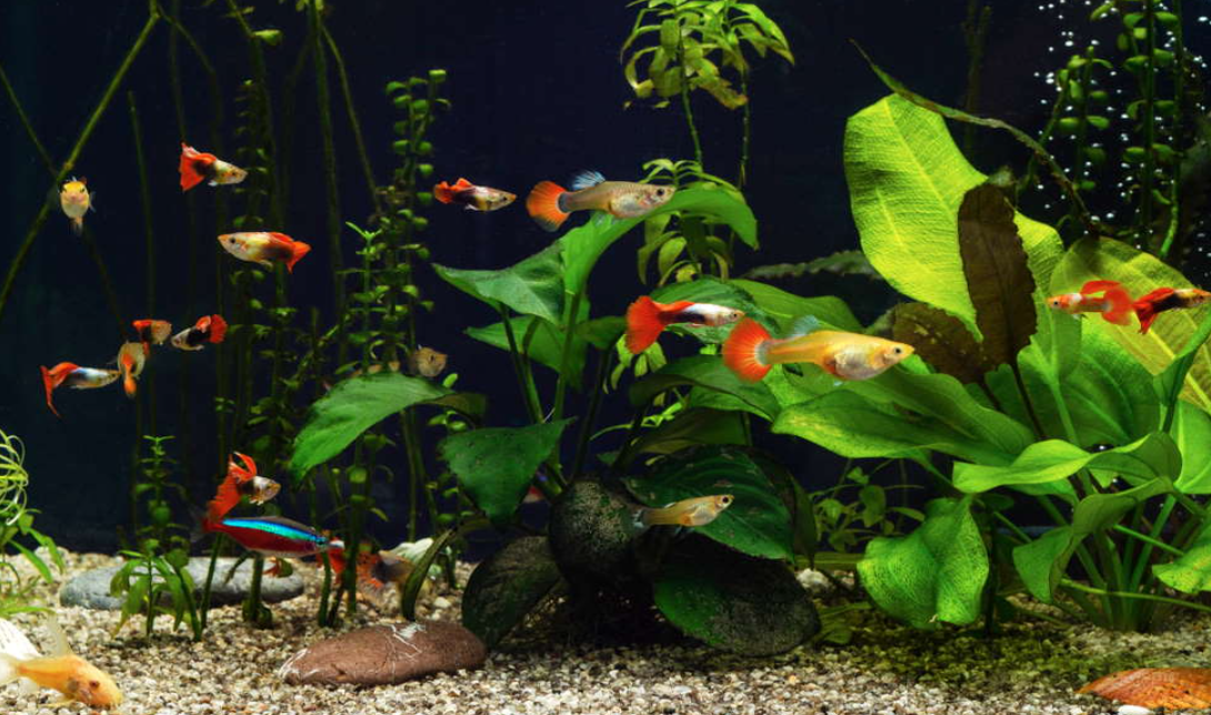 Ikan Guppy: Warna, Varietas, dan Tips Pemeliharaan Terbaik untuk Aquarium Anda