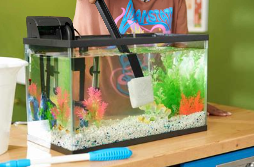 Cara Membersihkan Akuarium Ikan Hias Agar Tetap Jernih — Panduan Lengkap