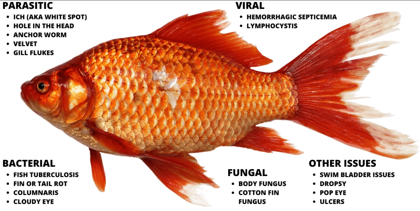 Obat Ikan Hias: Panduan Cepat Mengatasi Penyakit Umum & Pemulihan