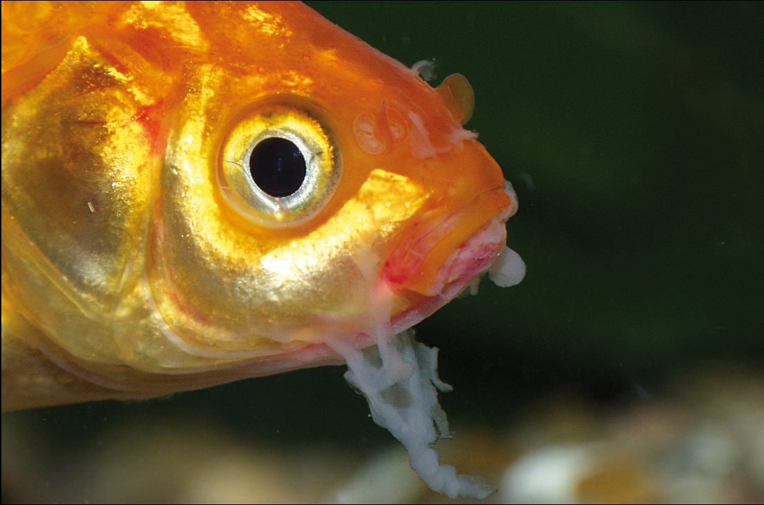 Kenapa Ikan Hias Bisa Mati Mendadak? Penyebab & Solusi Cepat