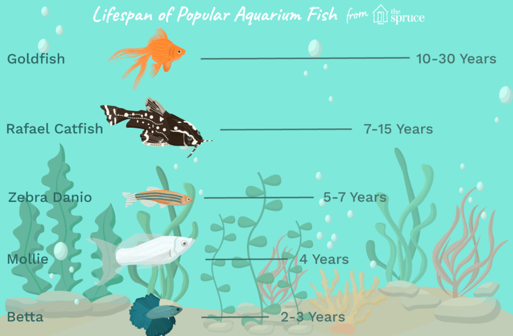 Berapa Lama Ikan Hias Bisa Hidup di Akuarium? Panduan Umur & Tips Perawatan