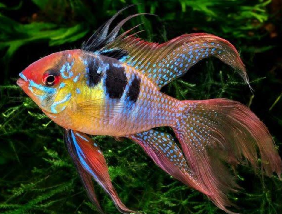10 Ikan Hias Tercantik di Dunia yang Wajib Kamu Tahu | Koleksi & Tips