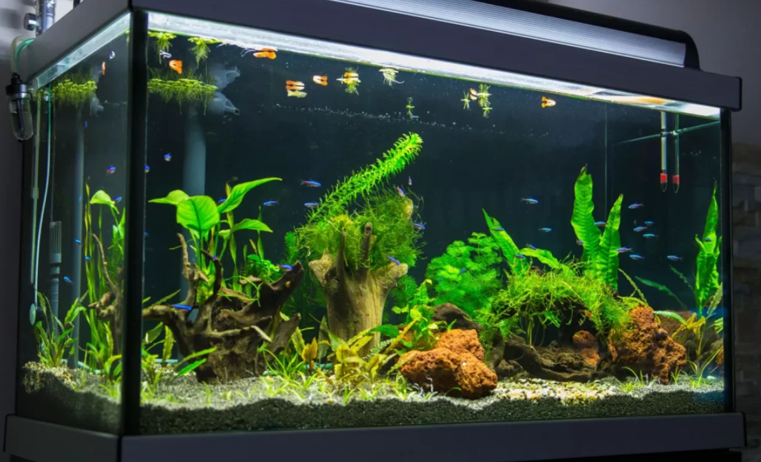 Ikan Hias yang Membawa Hoki & Rezeki Menurut Feng Shui — 7 Rekomendasi