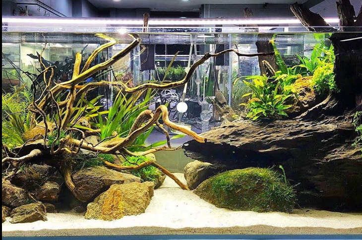 Panduan Lengkap Aquascape: Jenis, Desain & Cara Membuat Aquascape untuk Pemula