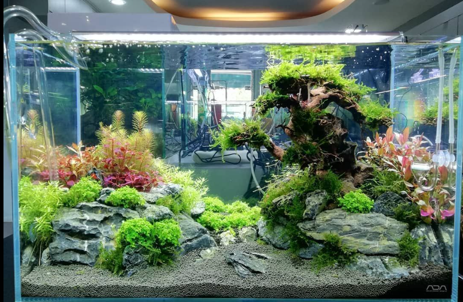 Aquascape untuk Pemula: Langkah-Langkah Mudah dari Nol