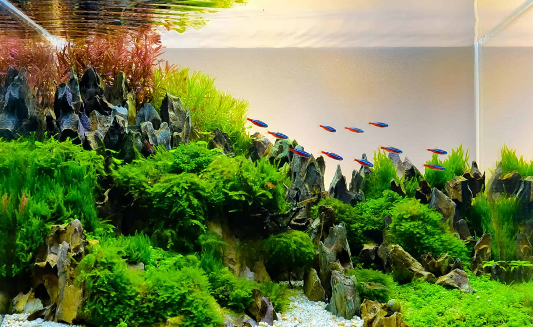 Peralatan Aquascape Wajib untuk Pemula: Panduan Alat & Fungsi