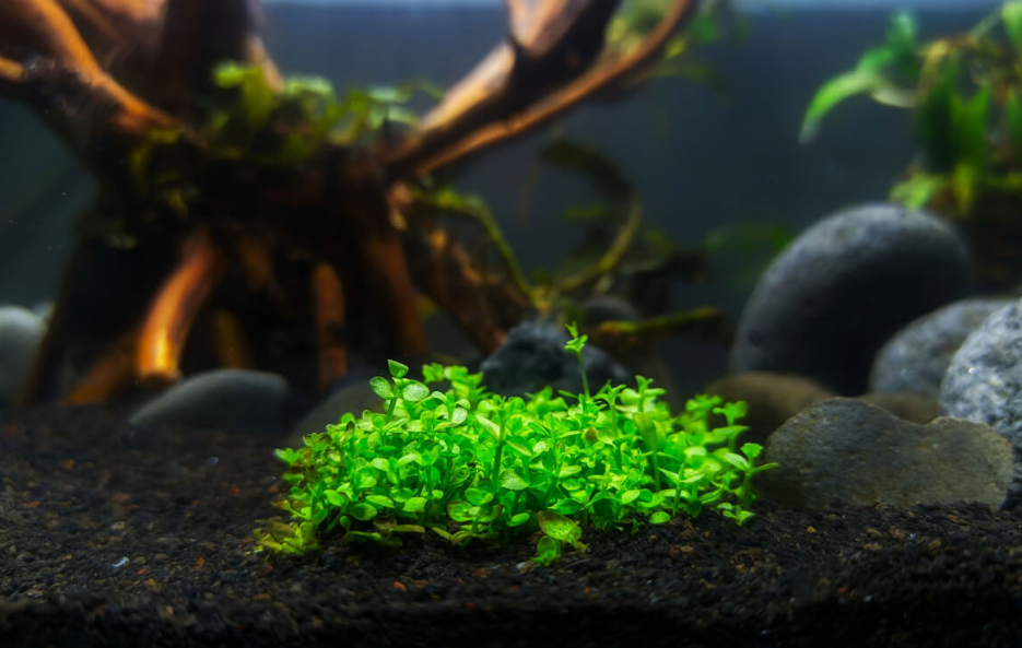 Tanaman Aquascape yang Tidak Butuh CO₂ | Panduan Lengkap untuk Pemula