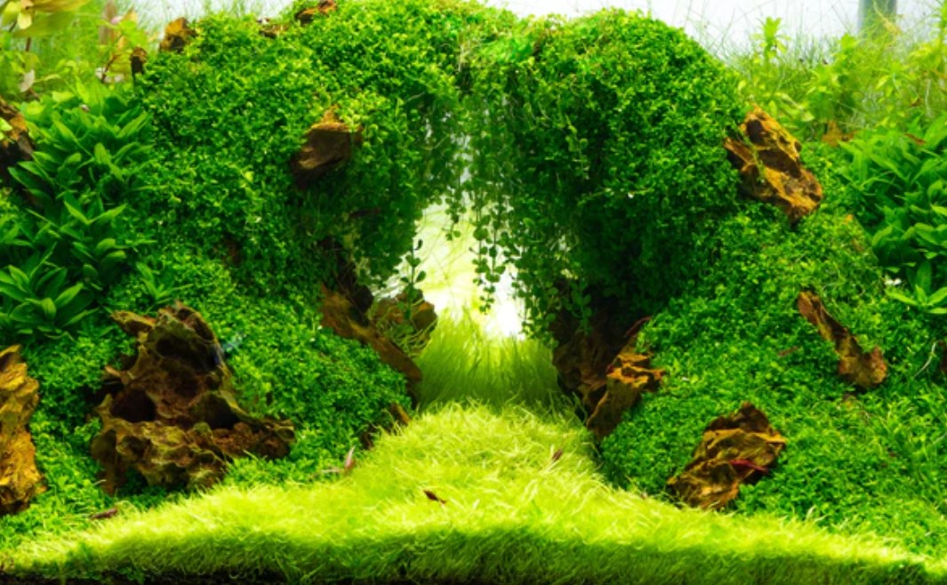 Tanaman Aquascape Karpet Terbaik | Panduan Karpet Aquascape