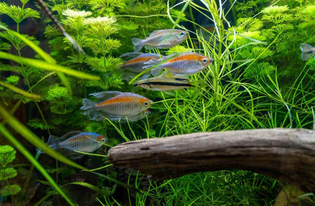 Ikan Aquascape Terbaik yang Cocok untuk Pemula