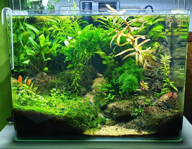Jenis Lampu Aquascape Terbaik untuk Pertumbuhan Tanaman