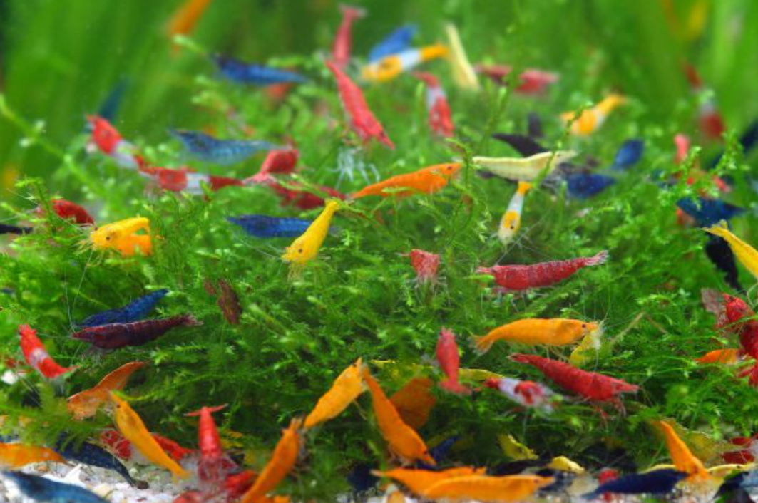 Udang Aquascape: Jenis, Fungsi, dan Cara Perawatannya