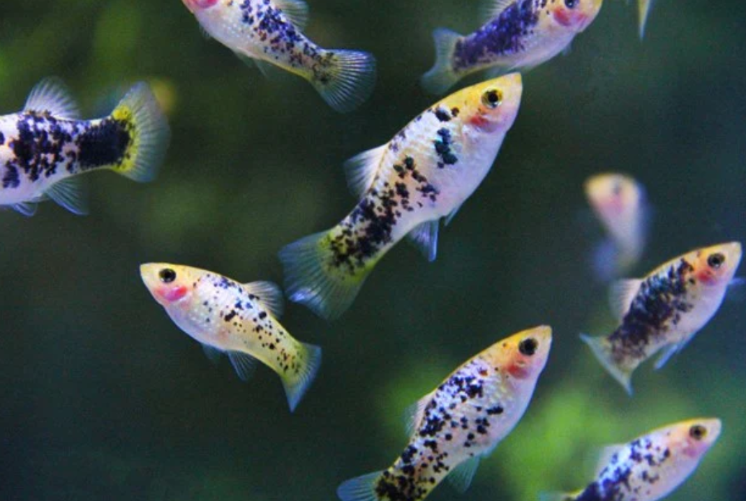 Ikan Aquascape yang Bisa Hidup Tanpa Aerator