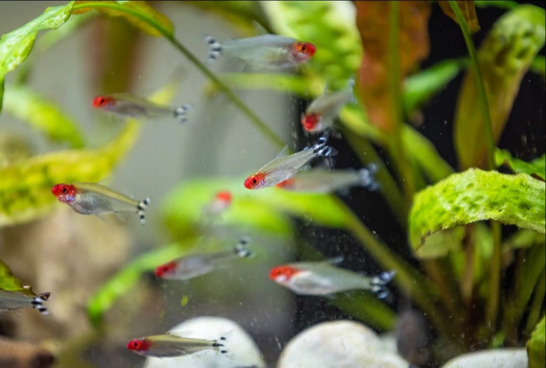 Daftar Ikan Aquascape Kecil yang Tidak Merusak Tanaman