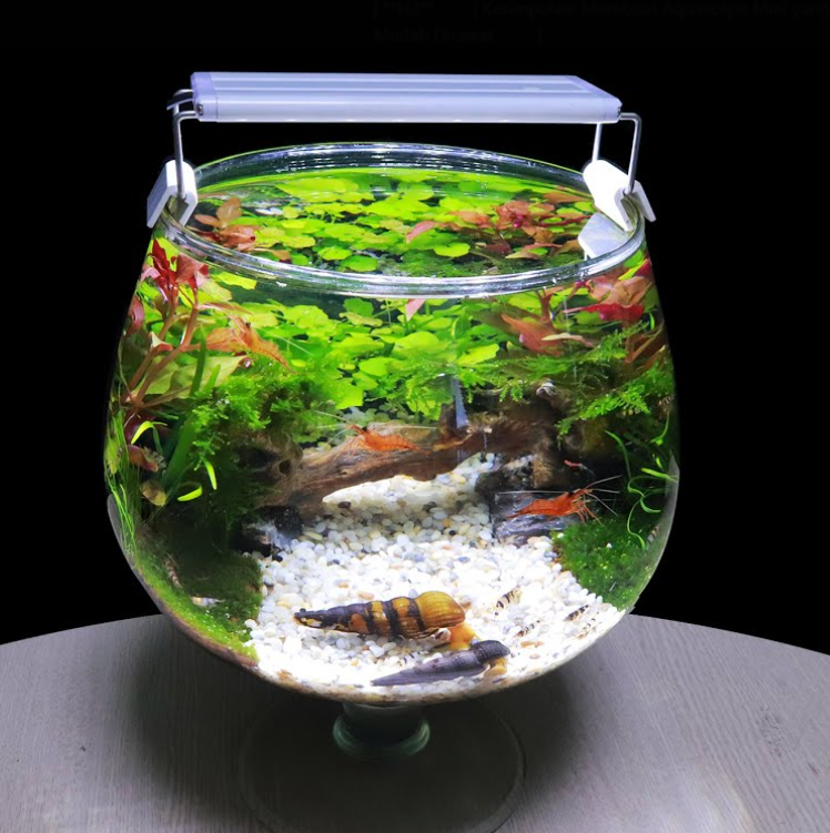 Cara Membuat Aquascape Sederhana dengan Botol atau Kaca Mini