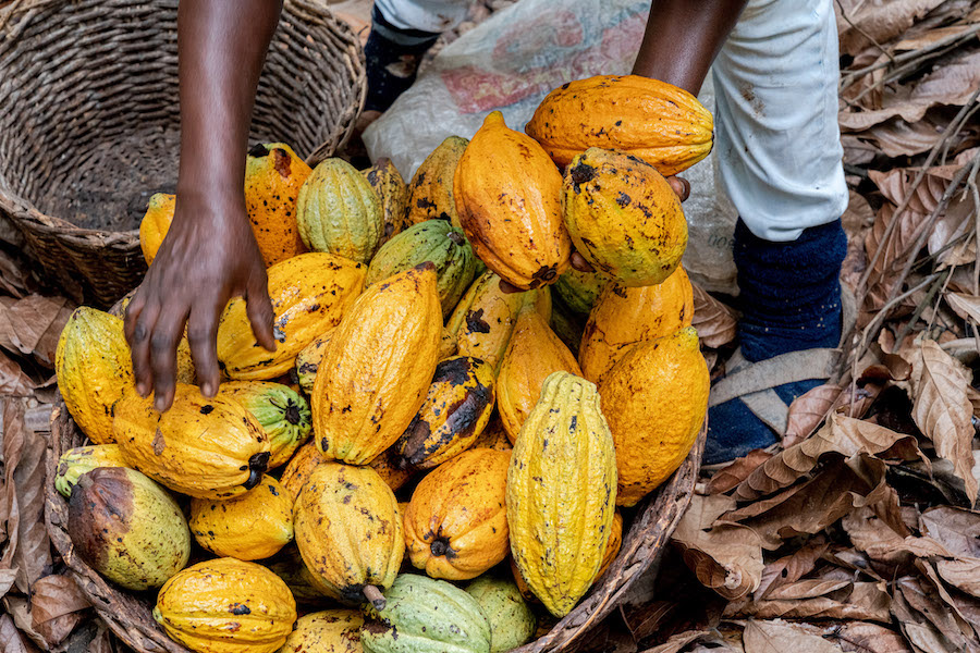 Government Cuts Cocoa Producer Price; Announces Reforms in Sector