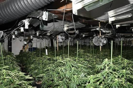 MASSIVE BUST: Police Seize $20 Million in Cannabis Raids on NSW-Victoria Border