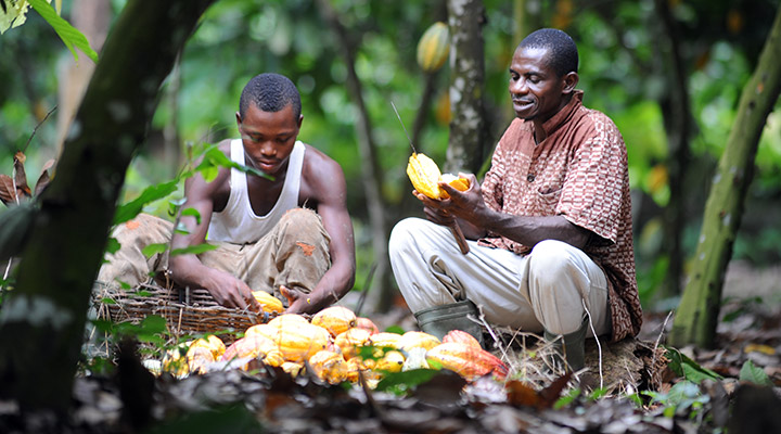 Govt Moves to Pay Cocoa Farmers After Pressure