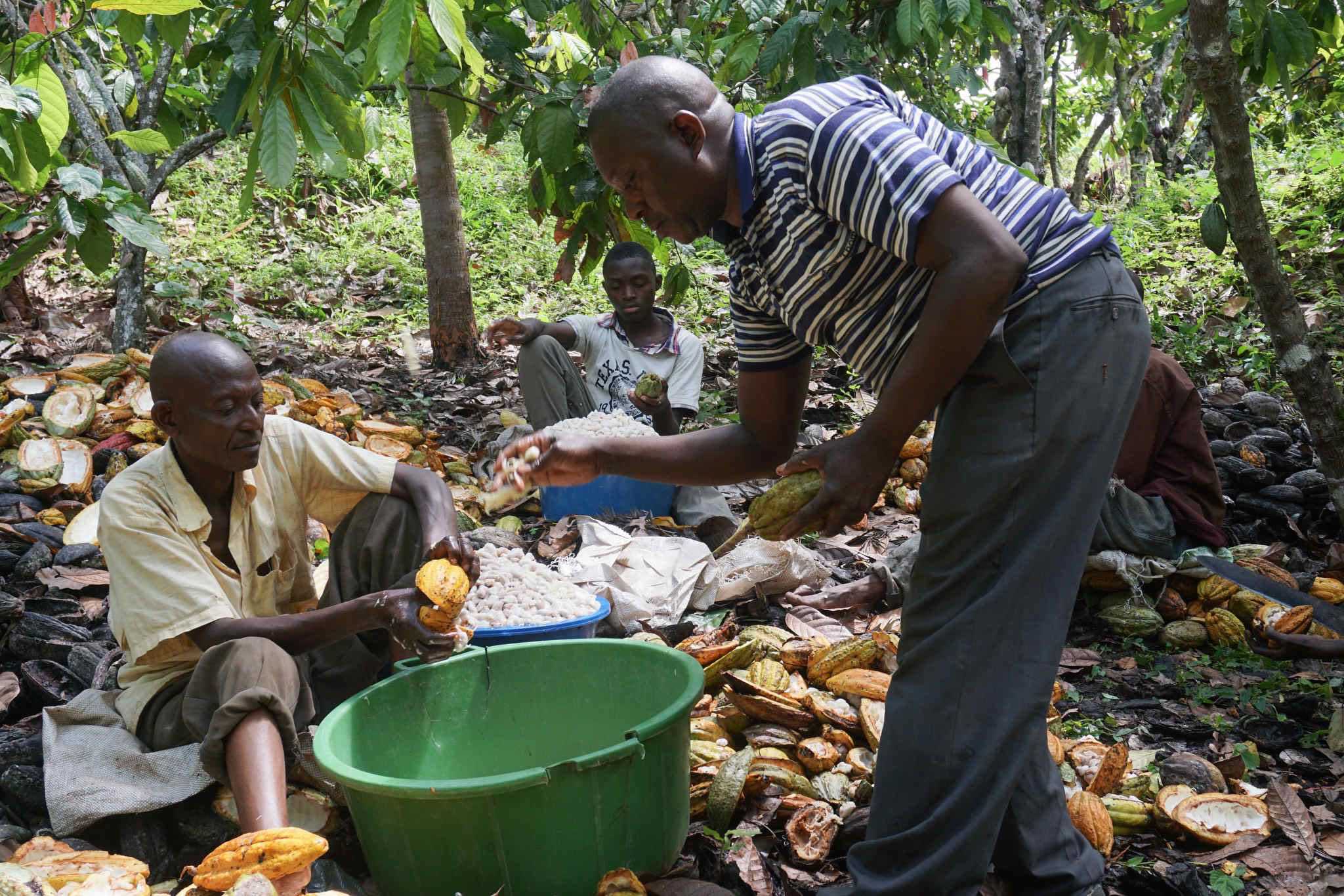 Cocoa Board Chiefs Take Pay Cuts Amid Sector Challenges