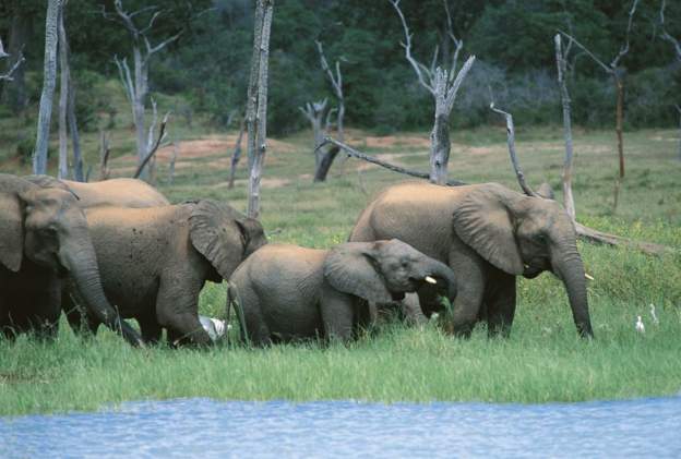 Scientists Unite: Protecting Wild Animals Crucial in Tackling Climate Change