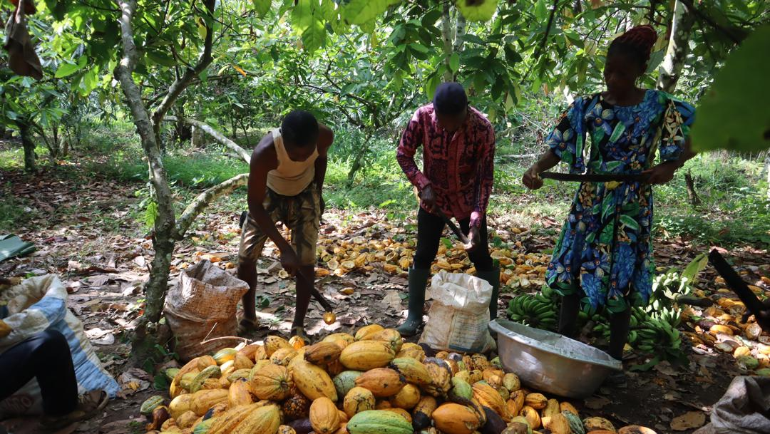 ICI Protects 1.68 Million Children in West Africa from Child Labour through CLMRS
