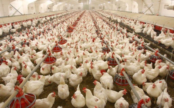 Parliamentary Leader Declares Ghana’s Nkoko Nkitinkiti Poultry Scheme a Failure