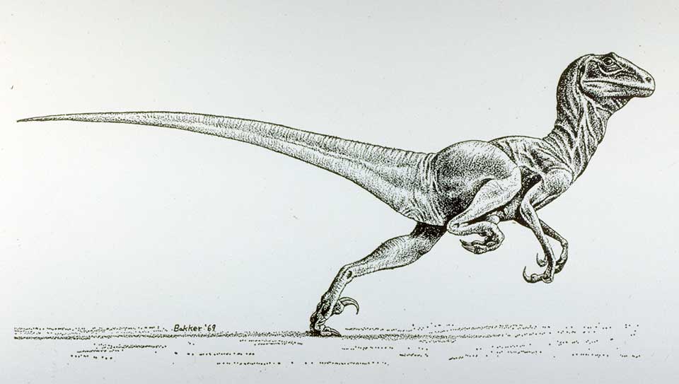 Robert Bakker's Deinonychus