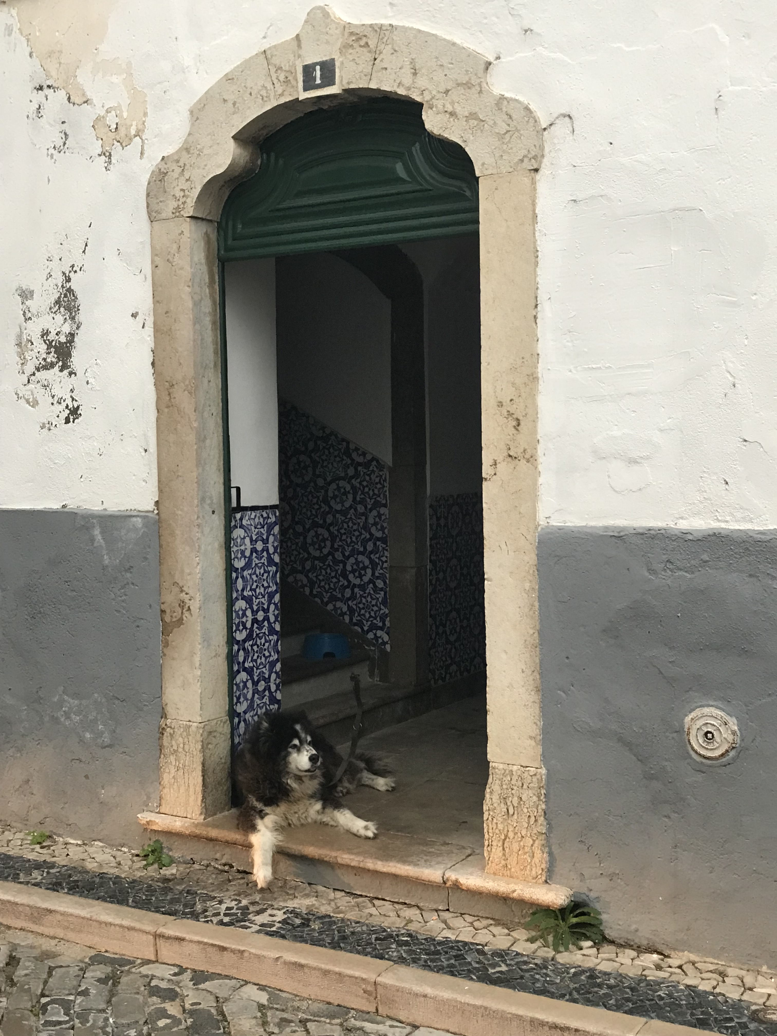 A relaxed dog in Faro, Portugal