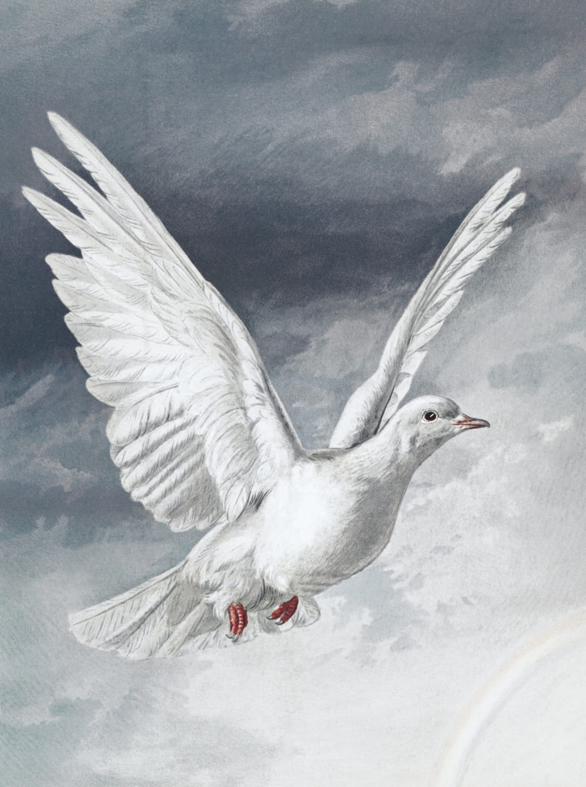 White dove