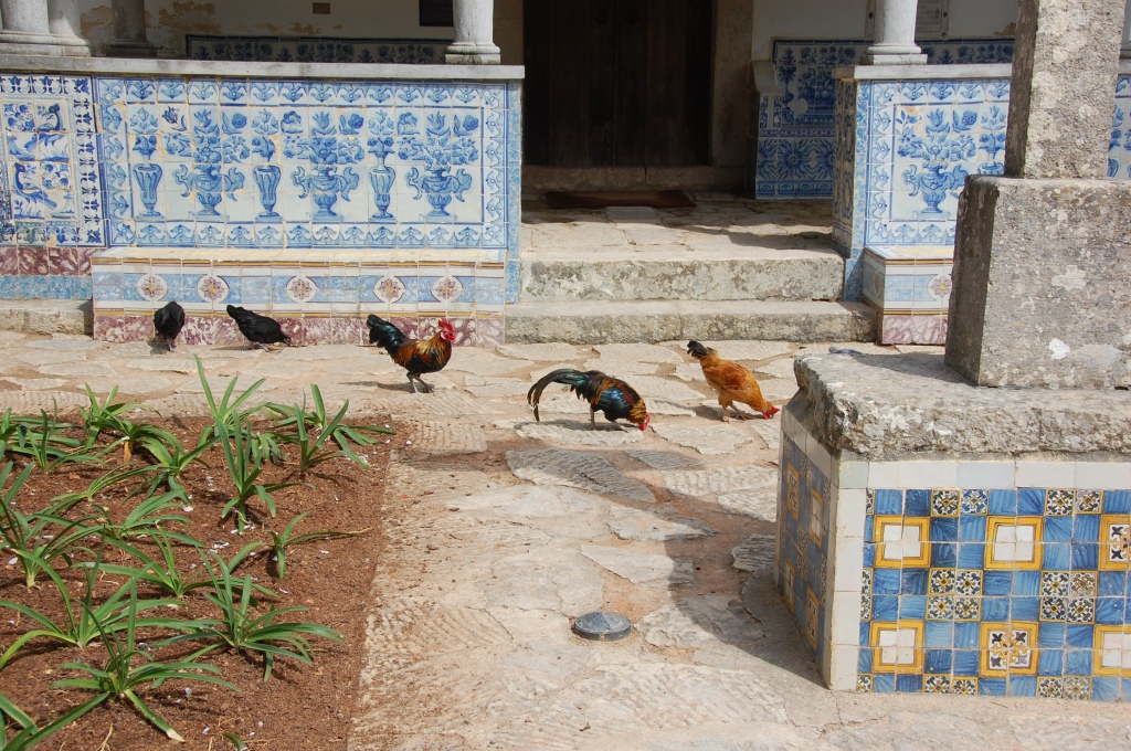 Chickens in Portuguese tiled garden.