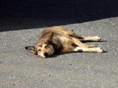 В Свердловской области треть отловленных бездомных собак вернули в места их вылова
