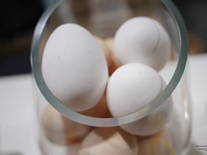 Стада свердловских куриц-несушек внесут вклад в импортозамещение в России