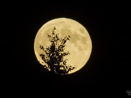 Лев Июльский – родившимся под знаком «Девы»: «16 января не ваш день, как не старайтесь»