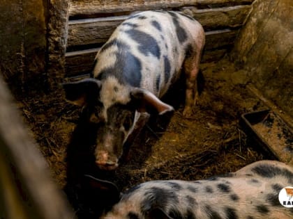 Поголовье свиней снижается в Оренбургской области