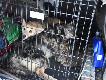 Безнадзорные животные и дефицит кадров в сфере общественного транспорта — вопросы, требующие особого внимания