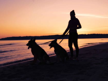 В Новгородской области собаки загрызли ребёнка. Рассказываем, что может грозить хозяевам и как отреагировали жители Каменска-Уральского