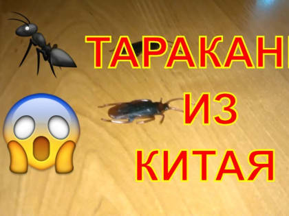 Уральцев напугали китайские тараканы из AliExpress