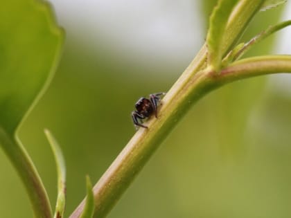 Что такое краснуха и чем она опасна?
