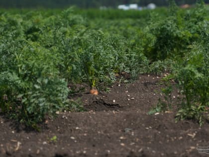 В Екатеринбурге для жителей ЖК «Сибирский сад» откроют общественный огород