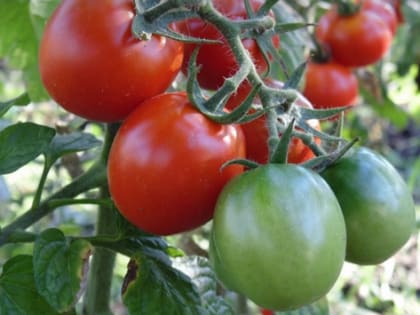 В Свердловской области за 20 млрд рублей построят тепличный комплекс